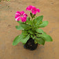 Petunia Any Colour In 4 Inch Nursary Bag