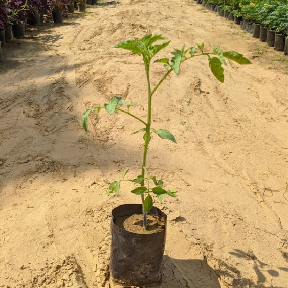 Tomato Plant In 4 Inch Nursery Bag