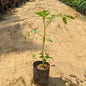 Tomato Plant In 4 Inch Nursery Bag