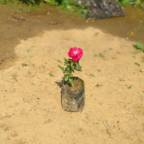 Rose Desi In 3 Inch Nursery Bag