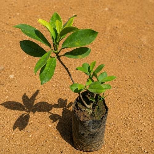 Ficus Panda In 3 Inch Live Plant Nursery Bag