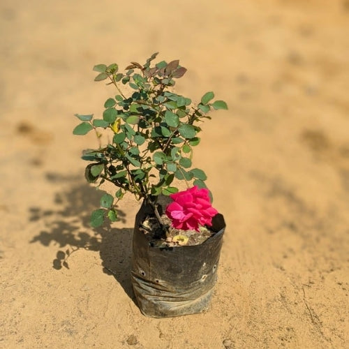 Rose Desi In 7 Inch Nursery Bag