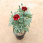 Jafri Any Colour In 5 Inch Nursery Pot