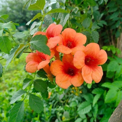 Tecoma Bel Flower Plant In 3 Inch Nursary Bag