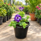 Petunia Flower Plant In 6 Inch Nursary Pot