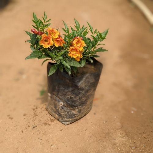 Tecoma Orange In 6 Nursery Bag