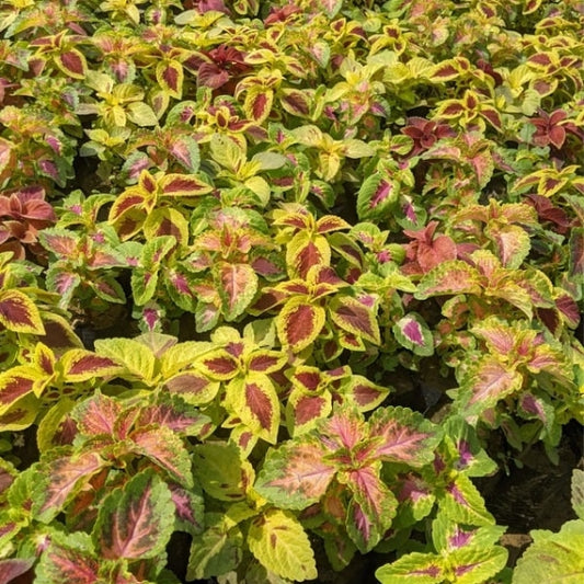 Set of 3 Coleus ( Any Colour Any Design) In 4 Inch Nursery Bag