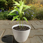 Lucky Bamboo 4 Inch White Classic Pot