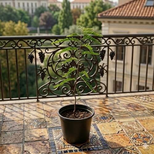 Amla In 5 Inch Live Plant Nursery Pot