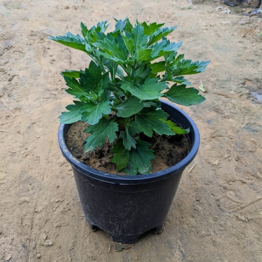 Guldavari | Chrysanthemum in 6 Inch Nursery pot