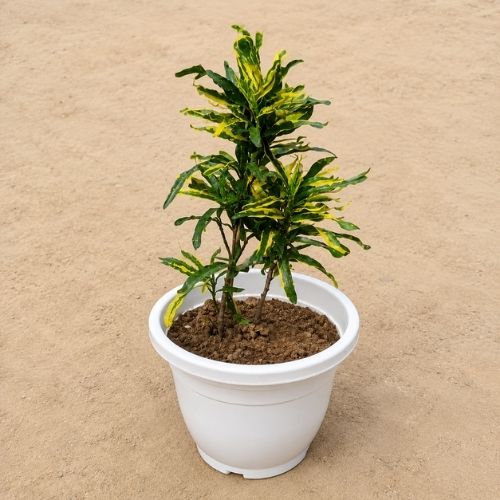 Codiaeum variegatum Croton in 8 Inch white Round Pot