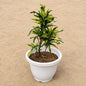 Codiaeum variegatum Croton in 8 Inch white Round Pot