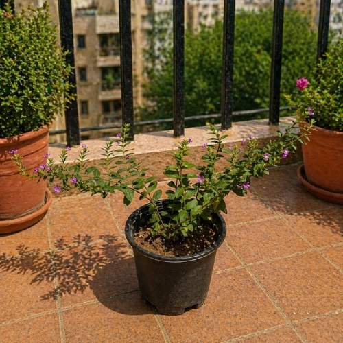 Cuphea | False Heather In 5 Inch Live Plant Nursery Pot