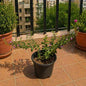 Cuphea | False Heather In 5 Inch Nursery Pot