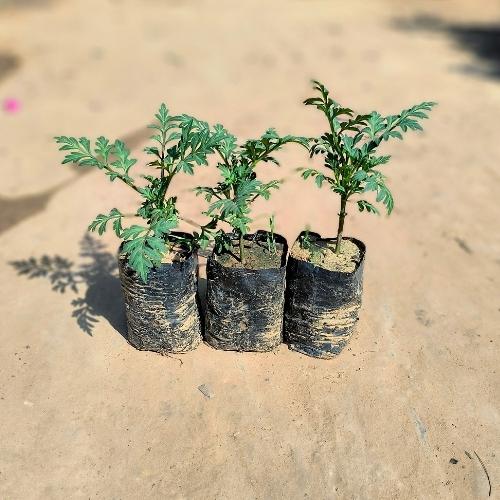 Set of 3 Cosmos Flower Plant In 4 Inch Nursery Bag