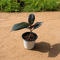 Rubber Plant Black In 4 Inch Nursery Pot