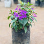 Nil Tagar Flower Plant In 6 Inch Nursery Bag