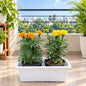 Marigold In 15 × 6 Rectangle White Pot
