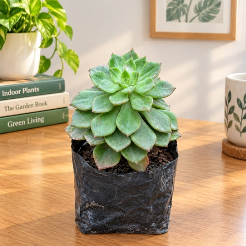 Echeveria Rolly Succulent In 3 Inch Nursary Bag