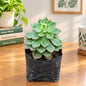 Echeveria Rolly Succulent In 3 Inch Nursary Bag