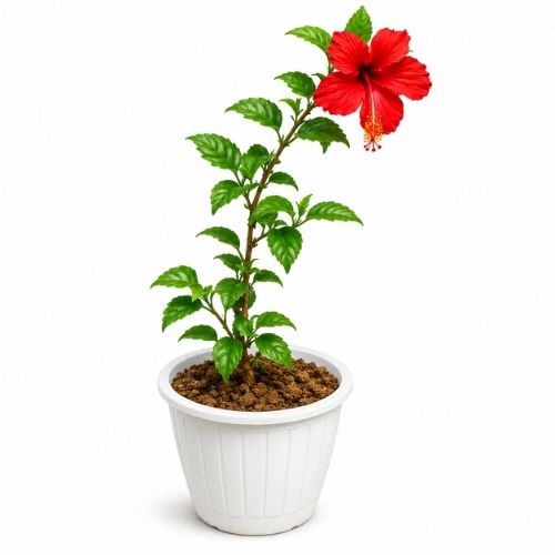 Hibiscus Desi 8 Inch white classic Pot