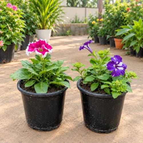 Set Of 2 Petunia Flower Plant In 6 Inch Nursary Pot