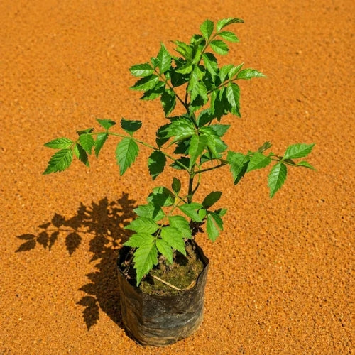 Tecoma Bel Flower Plant In 3 Inch Nursary Bag