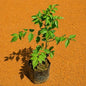 Tecoma Bel Flower Plant In 3 Inch Nursary Bag
