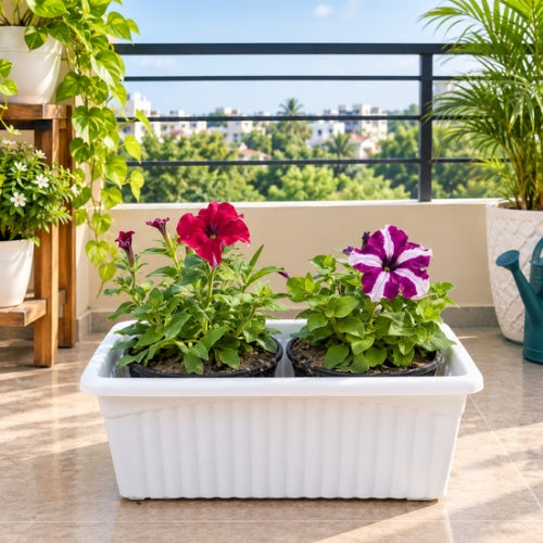 Petunia Any Colour In 15 × 6 Rectangle White Pot