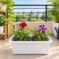 Petunia Any Colour In 15 × 6 Rectangle White Pot