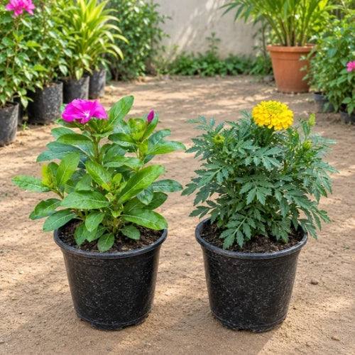 Set of 2 Sadabahar And Marigold Any Colour In 6 Inch Nursary Pot