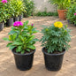 Set of 2 Sadabahar And Marigold Any Colour In 6 Inch Nursary Pot