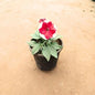 Petunia Any Color In 5 Inch Nursery Pot