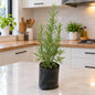 Rosemary In 4 Inch Nursary Bag