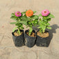 Set of 3 Zinnia In 4 Inch Nursery Bag