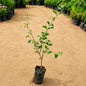 Chameli Flower Plant In 3 Inch Nursary Bag