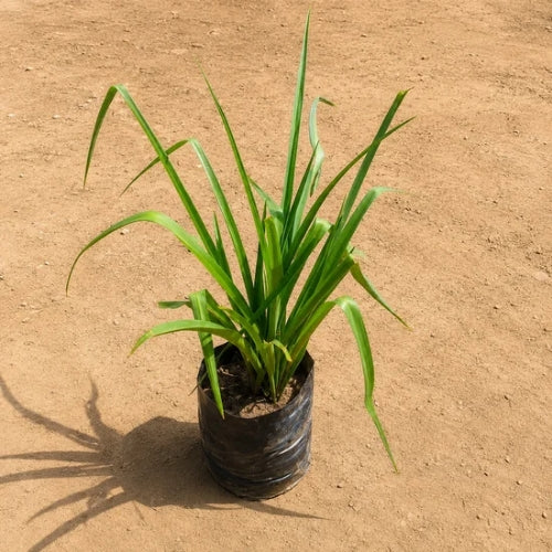 Rajnigandha Flower In 6 Inch Nursery Bag