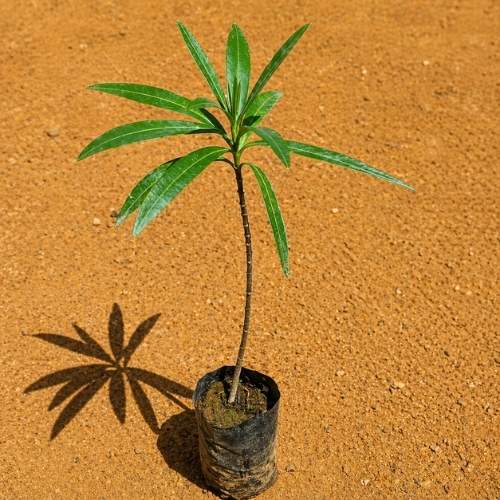 Desi kaner In 3 Inch Nursary Bag
