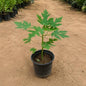 Papaya Plant In 6 Inch Nursery Pot