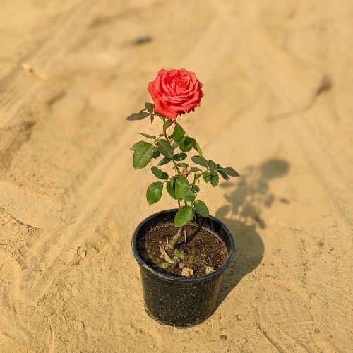 English Rose Any Colour In 7 Inch Nursery Pot