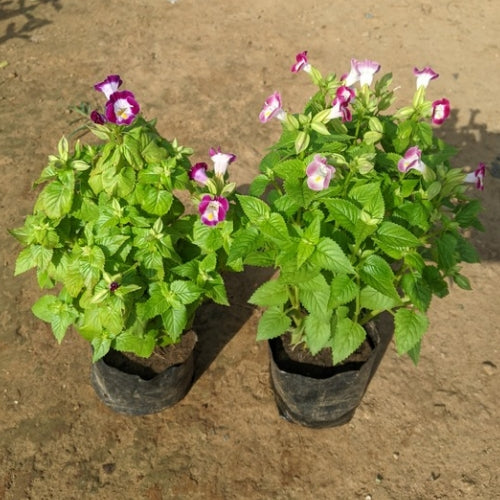 Set Of 2 Torenia Flowers Plants In 4 Inch Nursery Bag