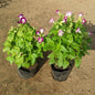 Set Of 2 Torenia Flowers Plants In 4 Inch Nursery Bag