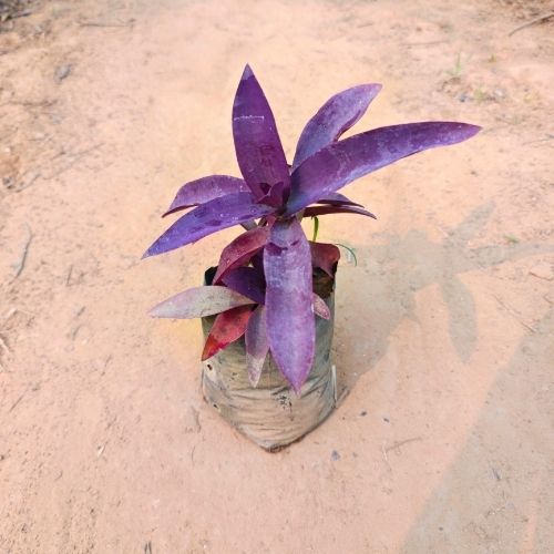 Purple Heart Plant In 4 Inch Nursery Bag