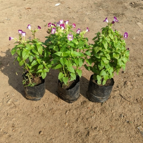 Set Of 3 Torenia Flowers Plants In 4 Inch Nursery Bag