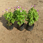 Set Of 3 Torenia Flowers Plants In 4 Inch Nursery Bag
