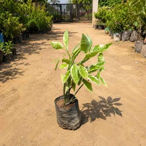 Pedilianthus / Devil's Backbone in 4 Inch Nursery Bag