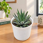 Zebra Haworthia Succulent In 3 Inch Nursary Pot