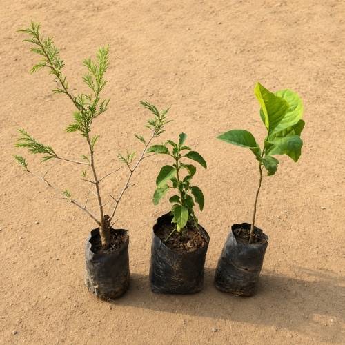Set of 3 Tulsi|Shami|Bel Patra In 3 Inch Nursery Bag