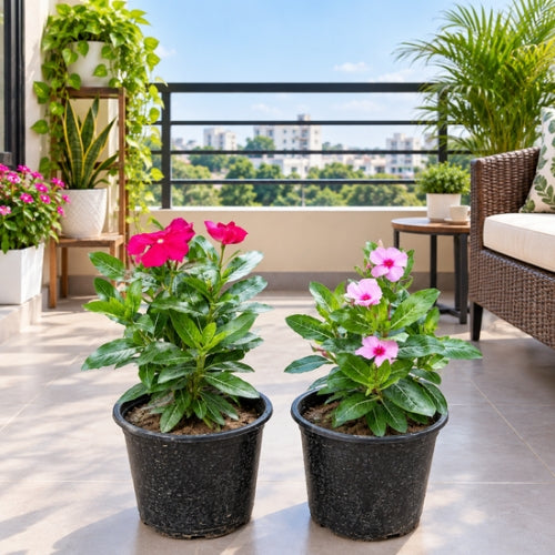 Set of 2 Sadabahar (Any Colour) In 5 Inch Nursary Pot