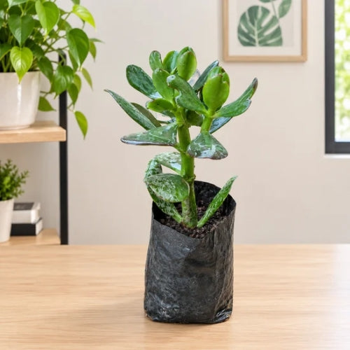 Crassula Plant In 4 Inch Nursary Bag